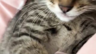 Nice cat faney video very nice cat