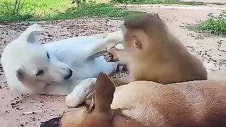 Dogs and monkey ???????? playing