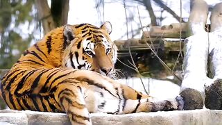 Jungle Kings: Behold the Coolest Tigers Rule the Wild