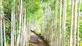 A cozy path for leisurely walks in Shanghai, China.