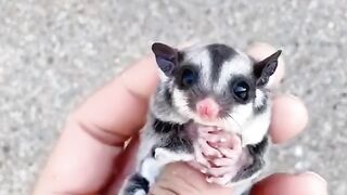 Little sugar glider.