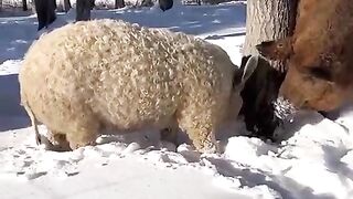 The Mangalitsa is a breed of domestic pig known for its distinctive wool.