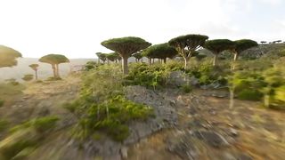 Socotra archipelago, Yemen.