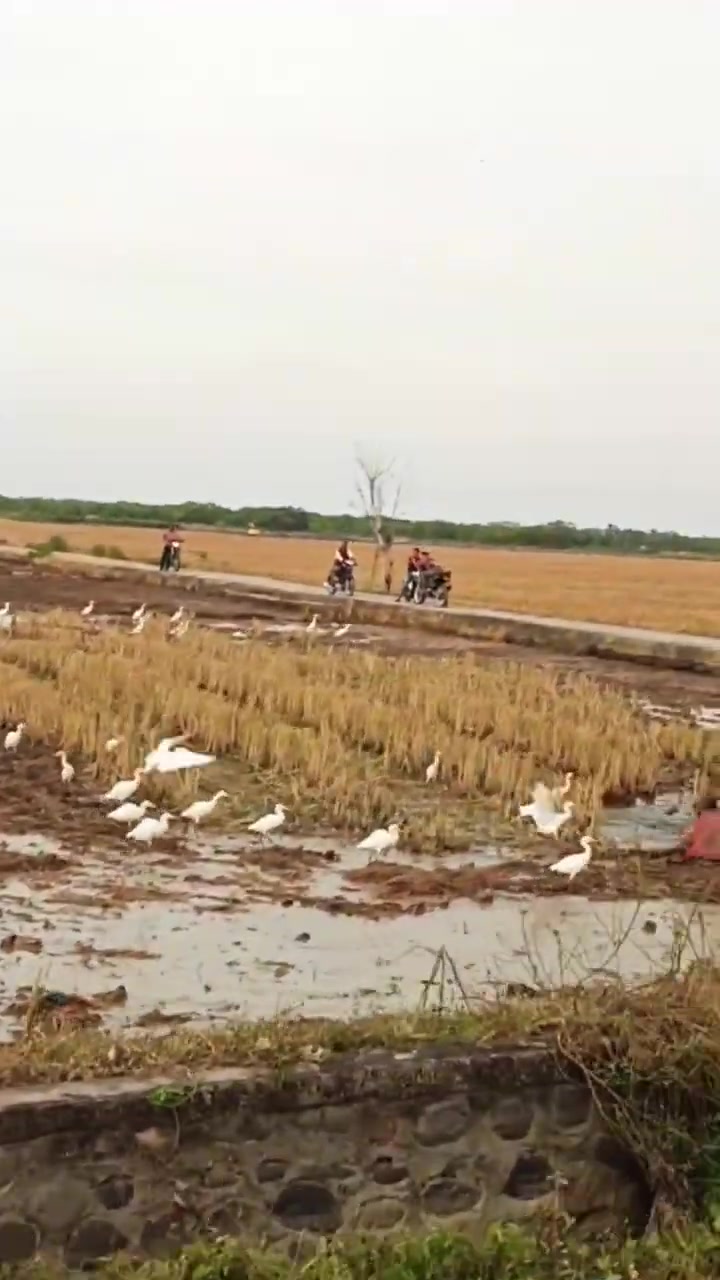 sawah aceh yang indah Febspot