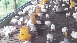 Peternak ayam broiler#poultryfarming