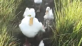 Cute and funny cat takes duckling and mother duck to catch fish.