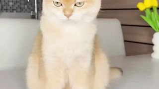 Very funny cat threatening his owner