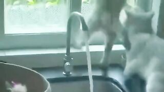 funny cats