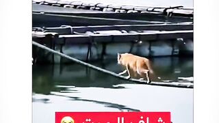 رأى الموت