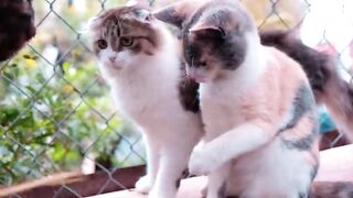 4K Quality Animal Footage - Cats and Kittens Beautiful Scenes Episode 17 - Viral Cat