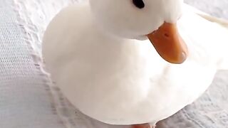 Cute little white call duck