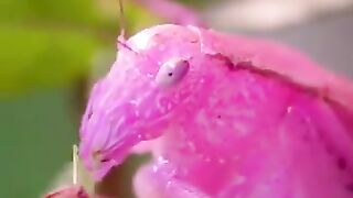 Katydids. Wow! I thought they were green!!