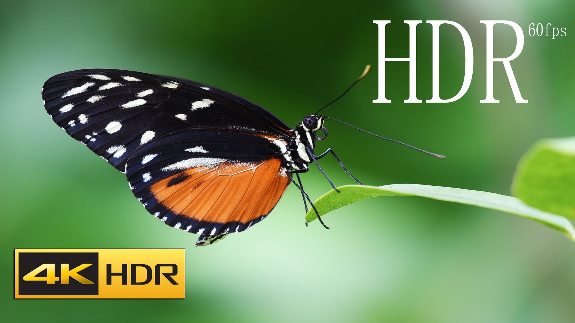 Colorful Butterfly K Hdr Fps Video With Music K Hdr Fps Dolby Vision Demo