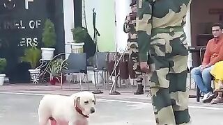 Saath  _shorts _viral _bsf _dog(360P). Upload