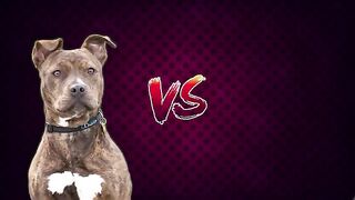 Pitbull VS Husky