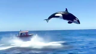 Great white shark VS Killer whale