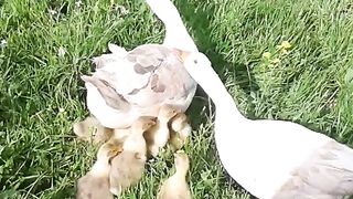 Geese and their young