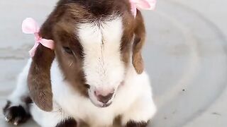 Cute goat baby ????