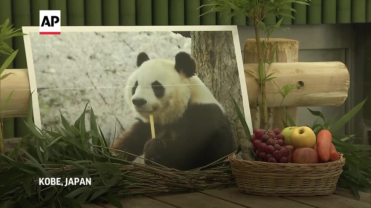 Visitors pay tribute to Tan Tan, Japan's oldest panda that died age 28 ...