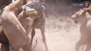 Too Brave! Powerful Mother Zebra Come To Rescue Poor Baby Zebra Escapes Lions - ترجمه للعربي.