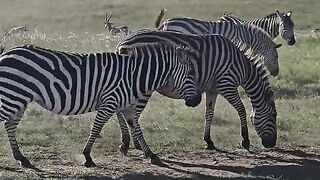 Sand Bathing Zebra