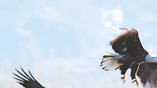 Eagles work together to prey on ducks