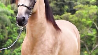 horse beauty