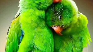 cute love bird