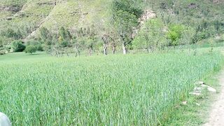 Wheat crop in Pakistan