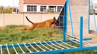 Dogs That Fly - Malinois & Alsatian Dogs Show Their Jumping Agility #Shorts