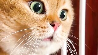 Cute cat cartoon