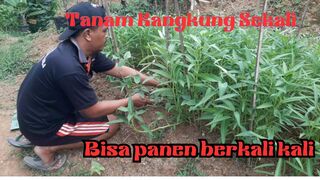 Tanam Kangkung,bisa Panen Berkali kali