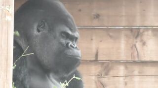 Love gorilla