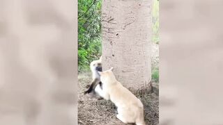 Best Funny Animal Videos Part 32