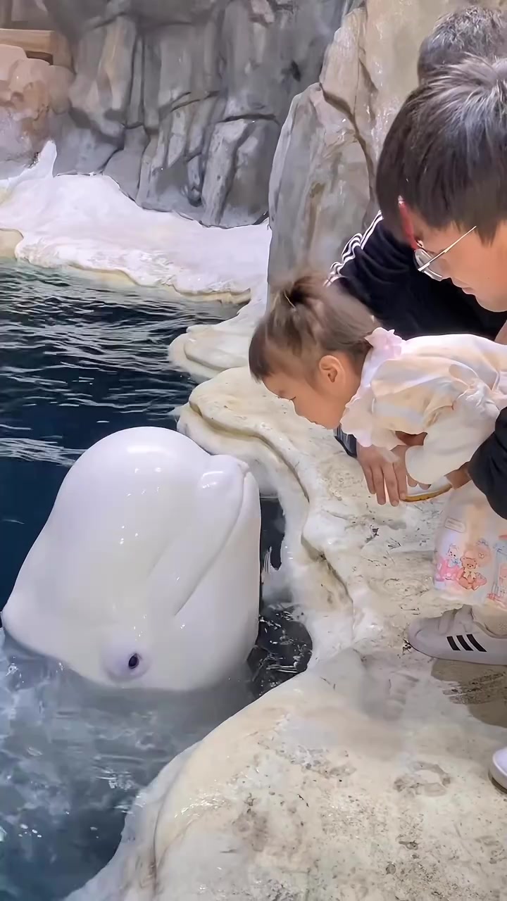 White Dolphin Love With Kid #febspot By Amjad788