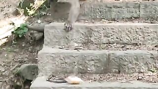 monkey video