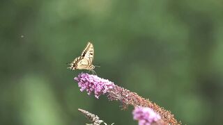 Butterfly in garden