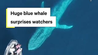 Whale watchers encounter