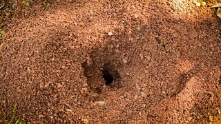 Ant Hole