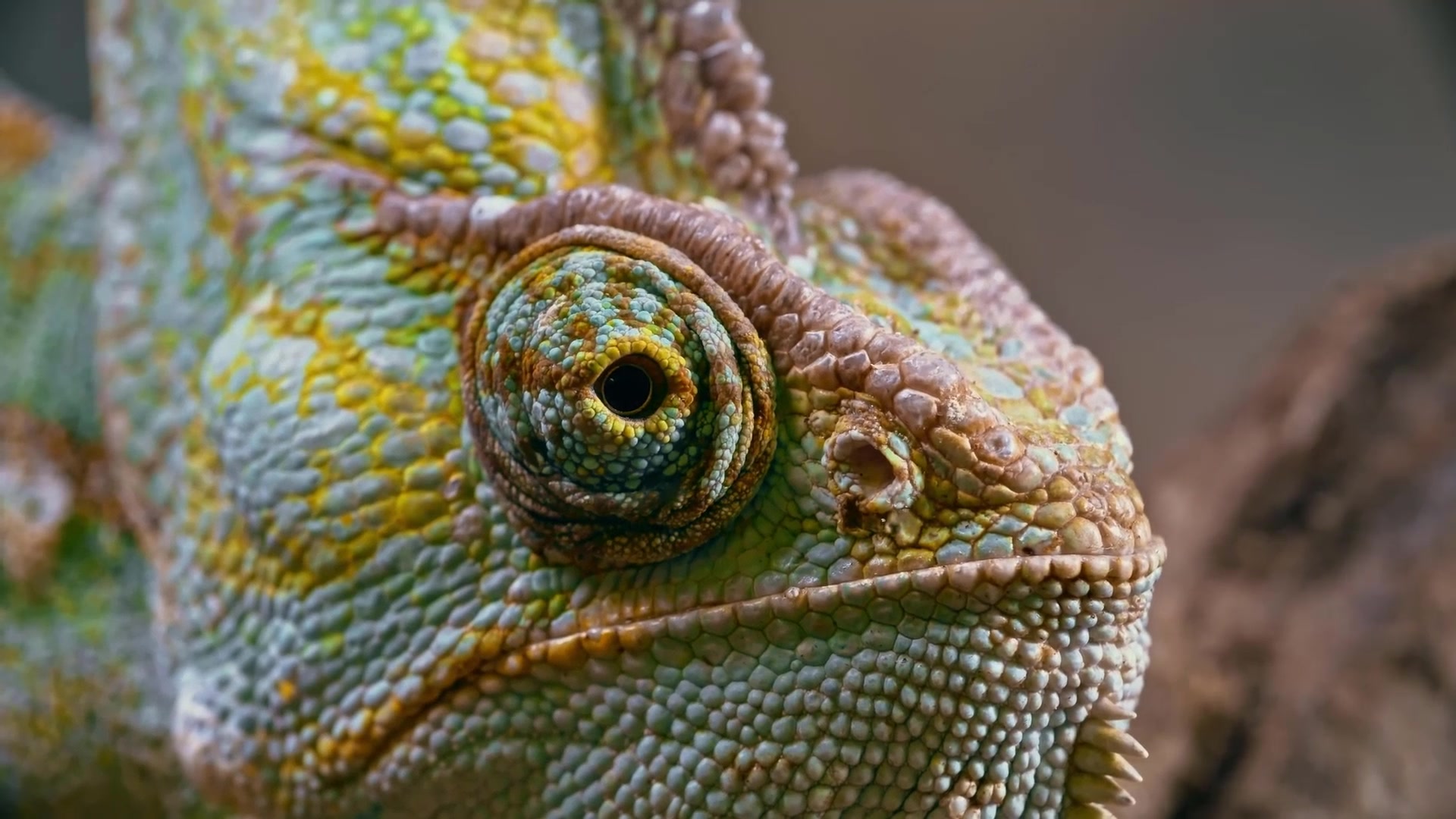 Chameleon By Tipukib