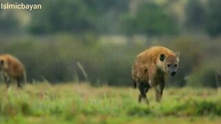 Lions VS Hyena attack video