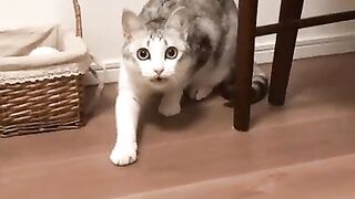 Cat Funniest Video