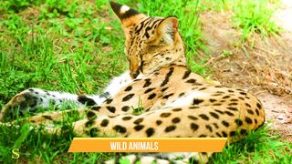 Wild Animals 4K Ultra HDR 60fps Video With Relaxing Music / Beauty full Animals HDR 4K Video .