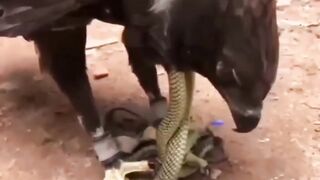 King cobra vs eagle fighting