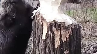 This animal breaks a tree with its teeth