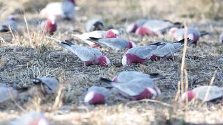 Galah's in wild