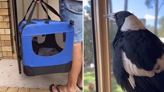 Animal loving family give incredible update to Molly the Magpie