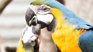 colorful parrots