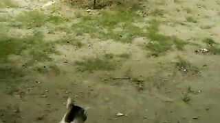 Cat and Monkey Playing - Very Unlikely Friends - Poke My Heart fatima28