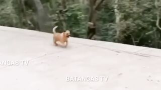 DOG VS MONKEY FIGHT???? - batangas